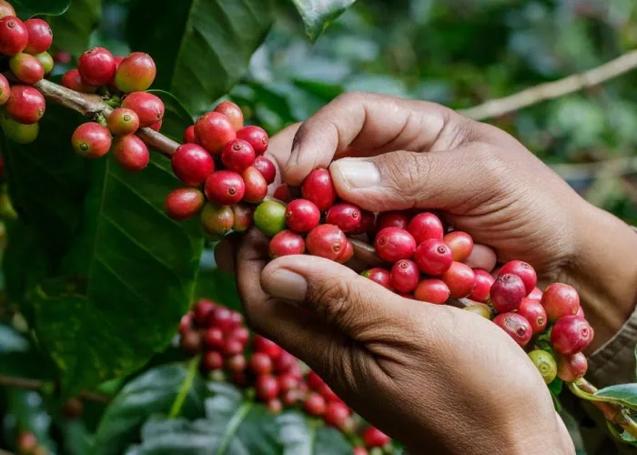Coffee and culture experience in Costa Rica